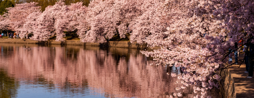 武汉樱花季旅游